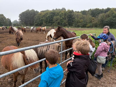 Schüler lernen weitere Pferde und Ponys am Gatter des Auslaufes kennen