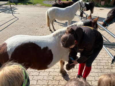 An dem hochgehobenen Bein eines Ponys wird der Huf erklärt
