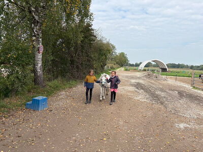 Zwei Schülerinnen führen ein Pony auf einem Schotterweg herbei