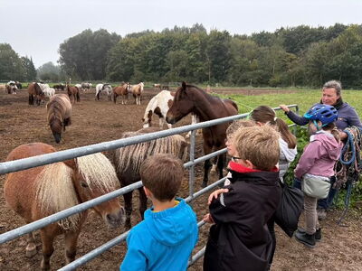 Schulkinder blicken auf Ponys hinter einem Gatter