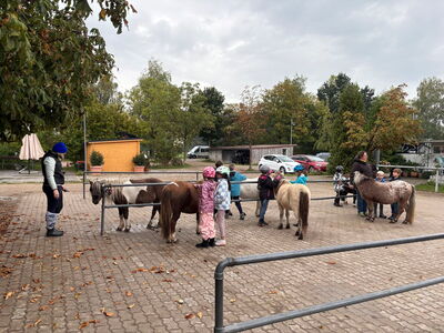 Schüler streicheln und bürsten die Ponys