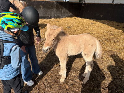 Kinder bestaunen ein Ponnyfohlen